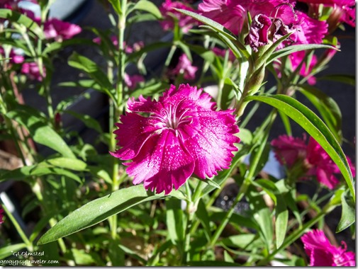 unidentified pink flowers at Berta's Yarnell Arizona
