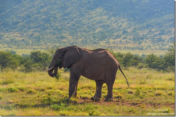 Elephant eating Pilanesberg Game Reserve South Africa