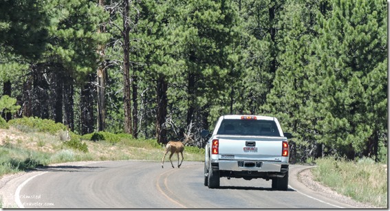 Mule deer crossing truck SR63 Bryce Canyon National Park Utah