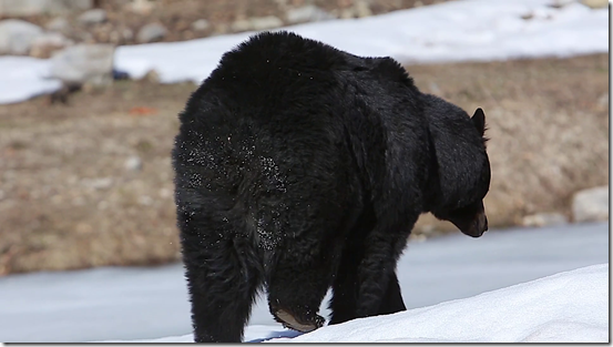 videoblocks-black-bear-walks-away-with-snow-on-butt_spl6gsj31w_thumbnail-full01