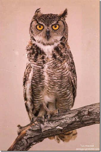 Great Horned Owl CALM Bakersfield California 1989