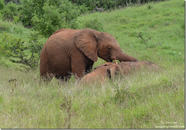 Young elephants at play Addo Elephant National Park South Africa