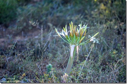 White candleabra plant Addo Elephant National Park South Africa