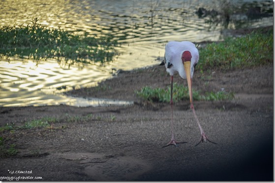 Yellow-billed stork Sunset dam Kruger National Park South Africa