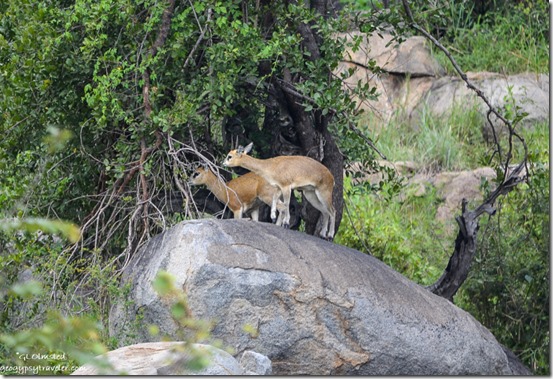 Klipspringers Kruger National Park South Africa