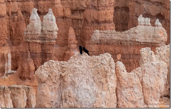 Ravens on hoodoos Bryce Canyon National Park Utah