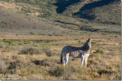 Burchell's Zebra Karoo National Park South Africa