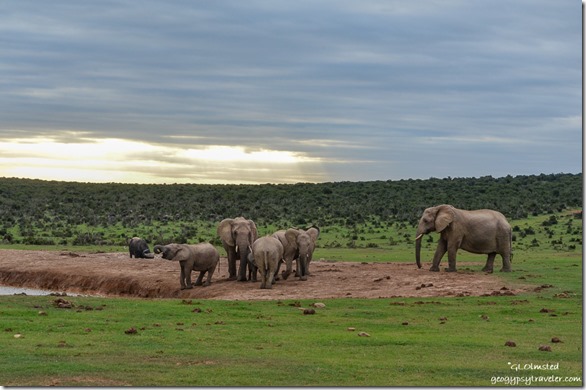 Elephants at waterhole Addo Elephant Natonal Park South Africa
