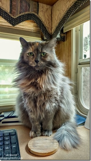 Sierra cat waiting for water glass in RV Bryce Canyon National Park Utah
