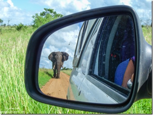 Elephant in side mirror following truck Kruger National Park South Africa