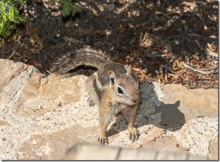 Ground squirrel begging Bryce Canyon National Park Utah