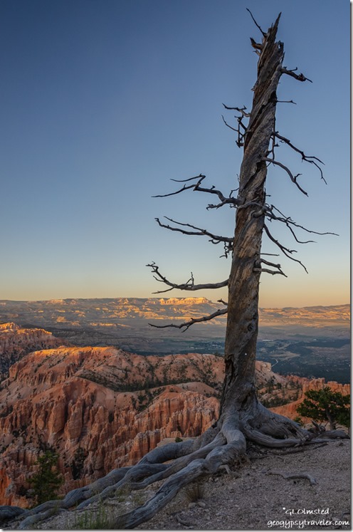 twisted snag hoodoos valley reverse sunset Hat Shop tairl Bryce Point Bryce Canyon National Park Utah