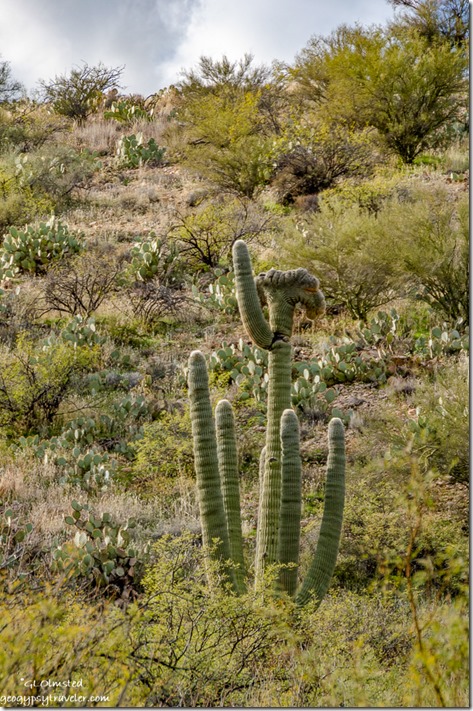 crested saguaro cactus SR97 Arizona