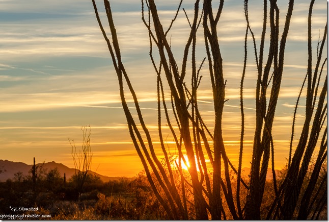 Ocotillo tree desert sunset clouds Palm Canyon Road BLM Kofa National Wildlife Refuge Arizona