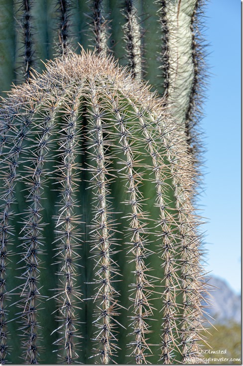 Saguaro cactus Kofa National Wildlife Refuge Arizona