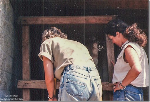 Gaelyn & Chiquita with Sierra Cougar Calif Living Museum Bakersfield California 06-1989