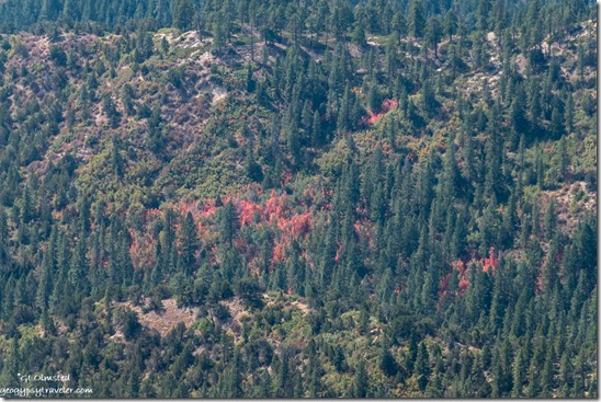 fall red & ever green below Yovimpa Point Bryce Point Bryce Canyon National Park Utah