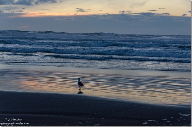 Sunset at the beach & sea gull Bandon Oregon