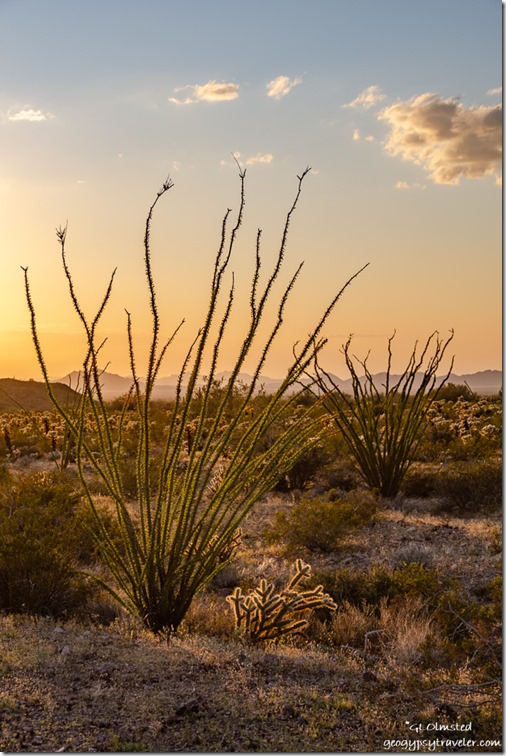 Sonoran desert sunset Palm Canyon Road Kofa National Wildlife Refuge Arizona