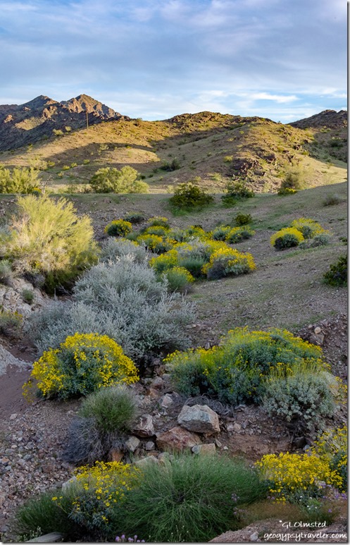late light yellow Brittlebush flowers Mohawk Valley Arizona