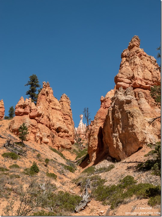 hoodoos trees Queen's Garden Trail Bryce Canyon National Park Utah