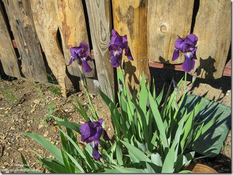 Iris fence Yarnell Arizona
