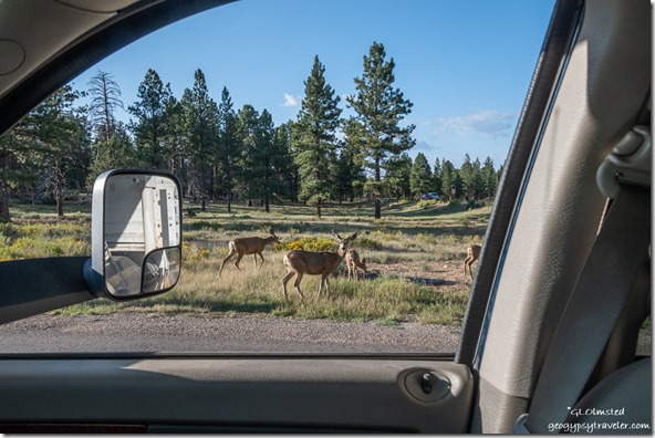 Mule deer thru truck window Mixing Circle Bryce Canyon National Park Utah
