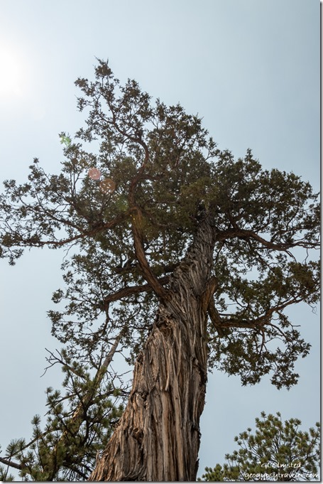 cedar tree Bryce Canyon National Park Utah