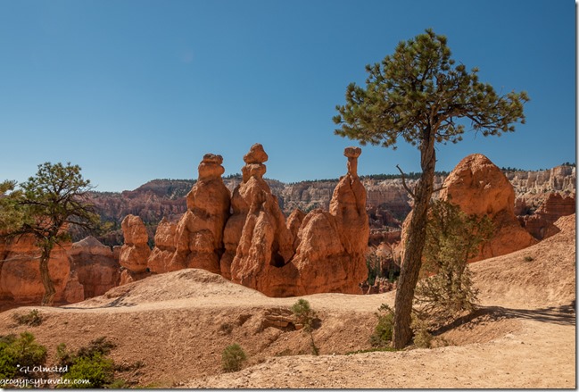 hoodoos trees Queen's Garden Trail Bryce Canyon National Park Utah
