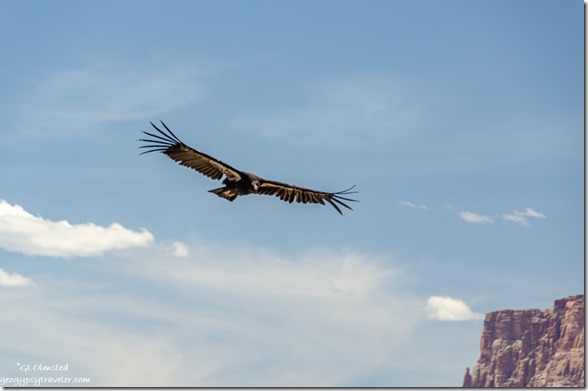 California Condor bird V3 flight Navajo Bridge Marble Canyon Arizona