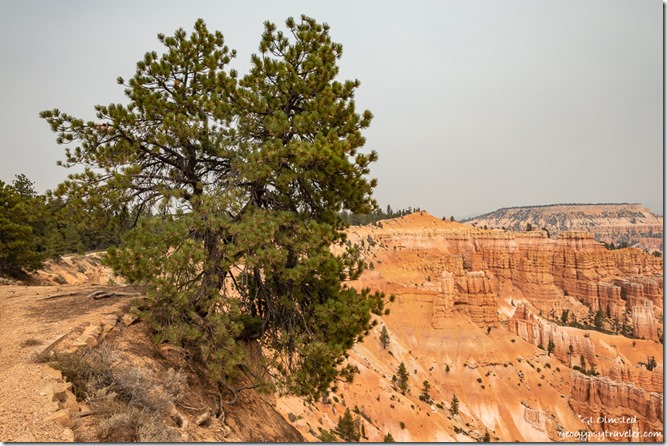 tree along rim hoodoos Bryce Canyon National Park Utah