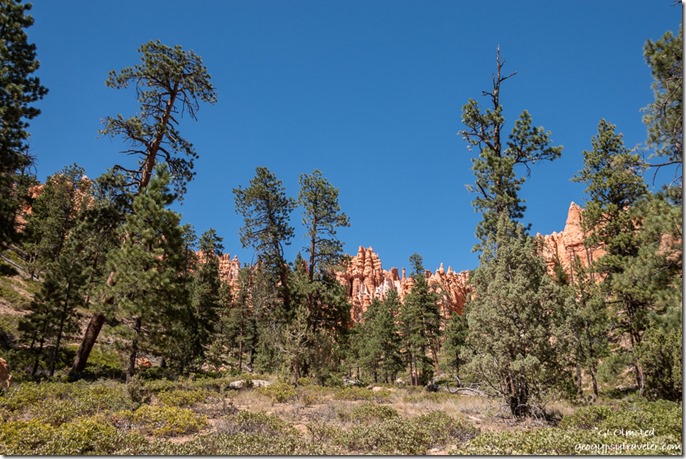 forest hoodoos near junction of trails Bryce Canyon National Park Utah