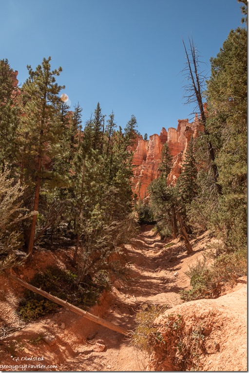 trees along dry wash hoodoos Navajo Loop Trail Bryce Canyon National Park Utah