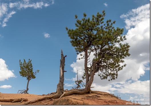 Bristlecone trees on the rim Bryce Canyon National Park Utah