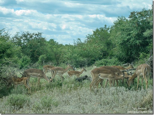 Impalas Kruger National Park Mpumalanga South Africa