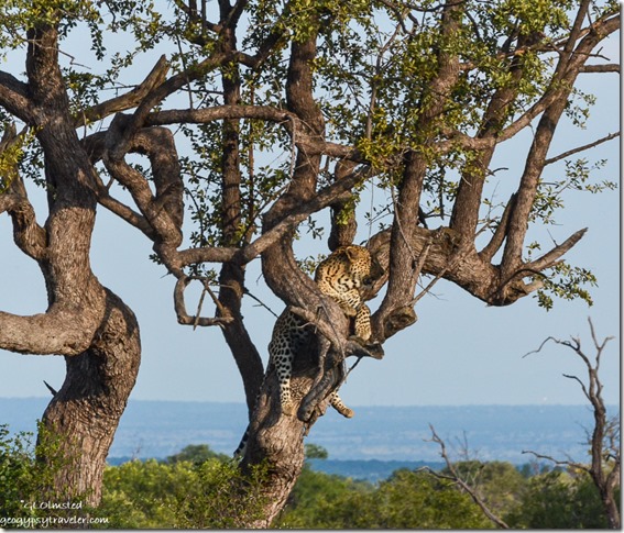 Leopard in tree Pilanesberg Game Reserve South Africa