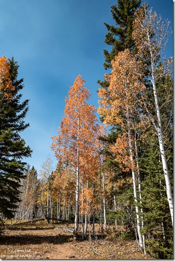fall trees trail to Aspen Mirror Lake SR14 Dixie National Forest Duck Creek Utah