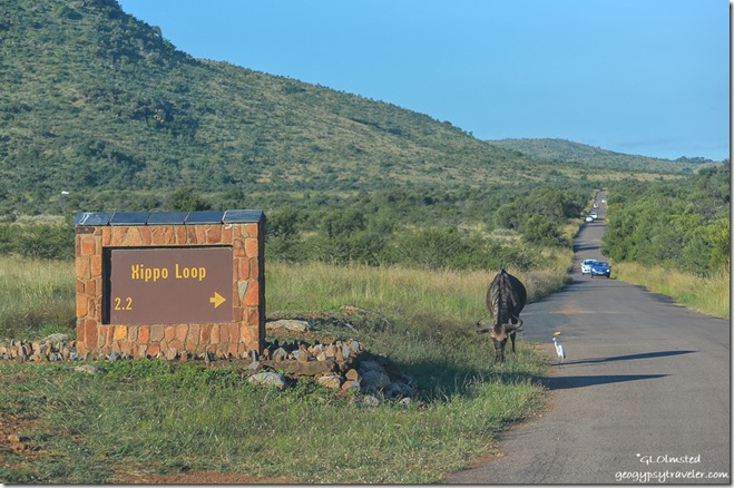 Buffalo & egret Pilanesberg Game Reserve South Africa