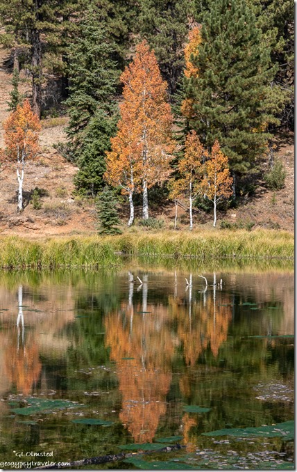 forest fall color Aspen Mirror Lake SR14 Duck Creek Utah