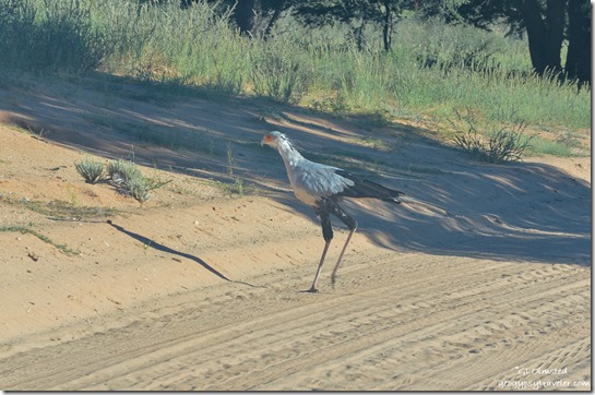 Secretary bird Kgalagadi Transfrontier Park South Africa