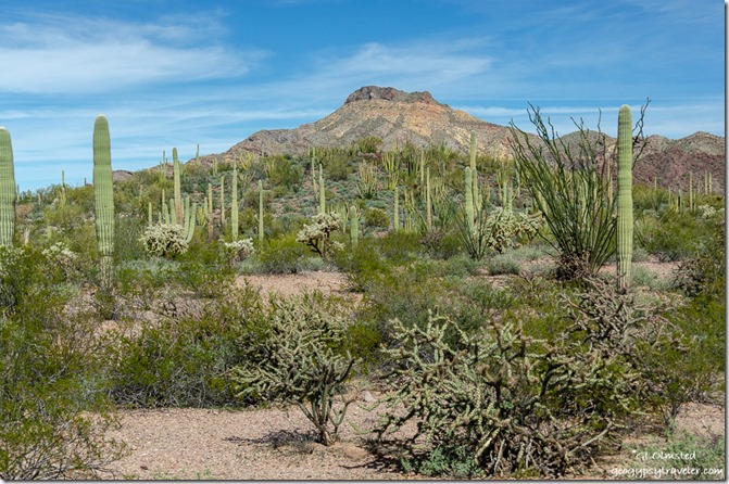 Sonoran desert mountains Ajo Mountain Road Organ Pipe National Monument Arizona