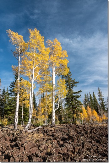 lava yellow aspen trees everygreens near Navajo Lake SR14 Dixie National Forest Utah