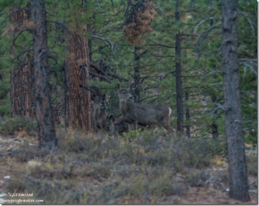 Mule Deer forest Bryce Canyon National Park Utah