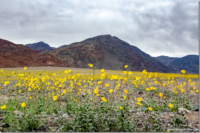 Desert Gold wildflowers Amargosa Range Badwater Basin Death Valley National Park California