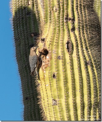 Gila woodpecker bird Saguaro cactus Ghost Town Road BLM Congress Arizona