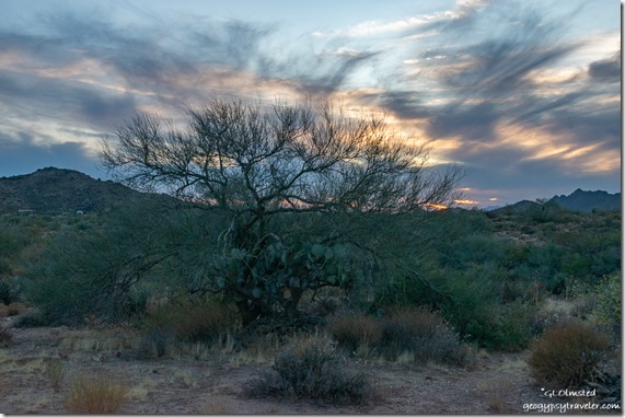 Palo Verde tree mountains sunset clouds Ghost Town Road Congress Arizona