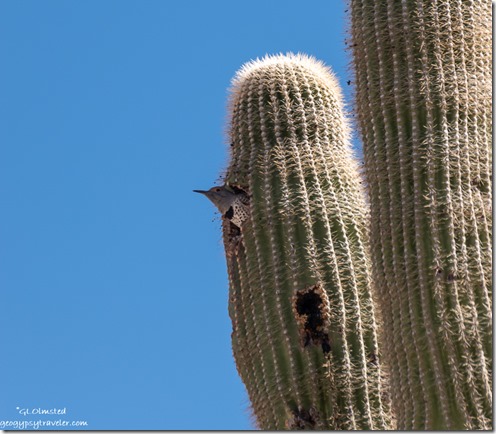 Flicker bird in nest hole saguaro cactus Ghost Town Road BLM Congress Arizona