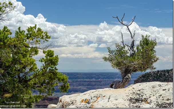 rock trees clouds Bright Angel Point trail North Rim Grand Canyon National Park Arizona