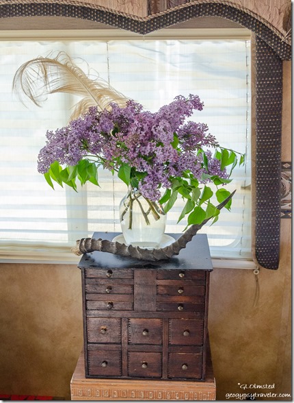 Lilac Bouquet in RV Yarnell Arizona