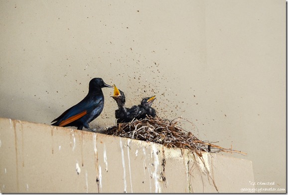 Redwinged Starling feeding chicks Pilanesburg Game Reserve South Africa